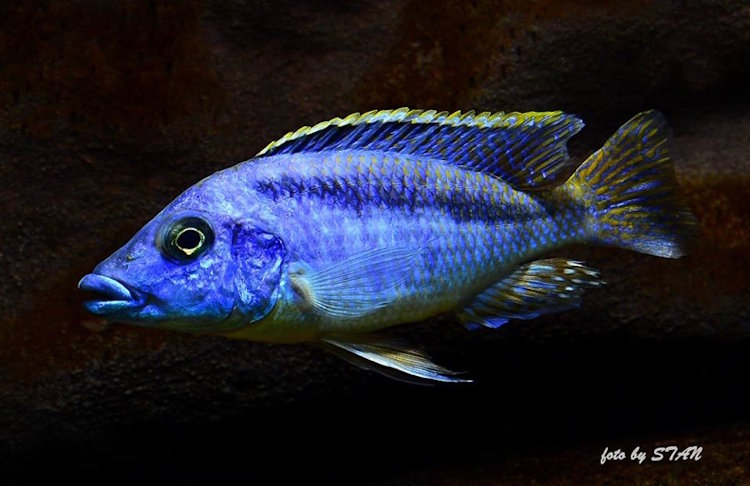 Mylochromis sp. 'lateristriga makanjila' Chiofu'lateristriga makanjila'Chiofu Mylochromis sp. 'lateristriga makanjila'