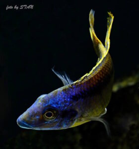 Mylochromis sp. 'lateristriga makanjila' Chiofu