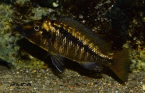 Mylochromis sp. 'lateristriga makanjila' Chiofu