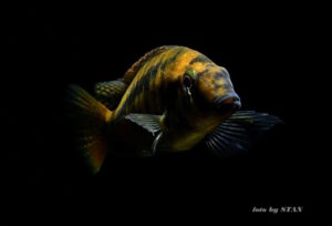 Mylochromis sp. 'lateristriga makanjila' Chiofu'lateristriga makanjila'Chiofu Mylochromis sp. 'lateristriga makanjila'