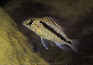 Mylochromis sp. 'lateristriga nkhata' Nkhata Bay