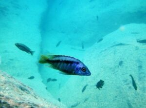 Mylochromis sp. 'lateristriga nkhata' Tchinga Reef