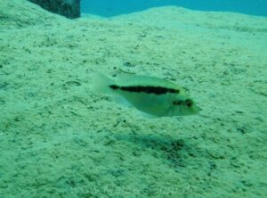 Mylochromis sp. 'lateristriga nkhata' Tchinga Reef