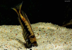Mylochromis sp. 'mchuse' Magunga