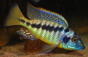 Mylochromis sp. 'mchuse'
