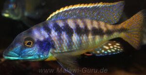 Mylochromis sp. 'mchuse'
