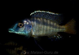 Mylochromis sp. 'mchuse' Nkanda
