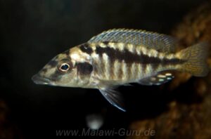 Mylochromis sp. 'mchuse' Nkanda