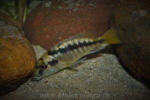 Mylochromis sp. 'mchuse' Nkanda