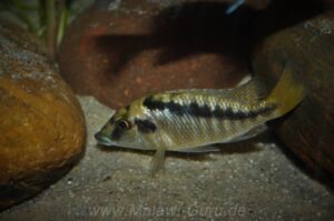 Mylochromis sp. 'mchuse' Nkanda