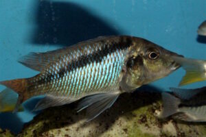 Mylochromis sp. 'mchuse' Nkanda