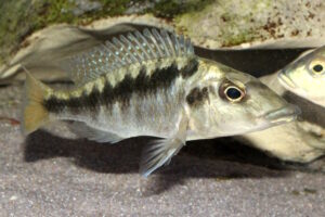 Mylochromis sp. 'mchuse' Nkanda