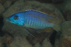 Mylochromis sp. 'lateristriga makanjila'