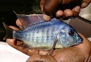 Mylochromis sphaerodon