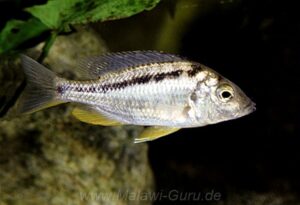 Mylochromis sphaerodon