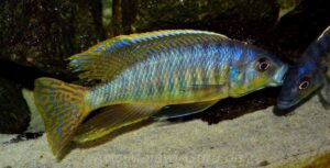 Mylochromis spilostichus