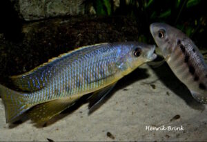 Mylochromis spilostichus 'Makolola Reef'