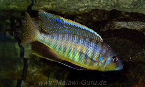 Mylochromis spilostichus