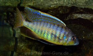 Mylochromis spilostichus 'Makolola Reef''Makolola Reef' Mylochromis spilostichus