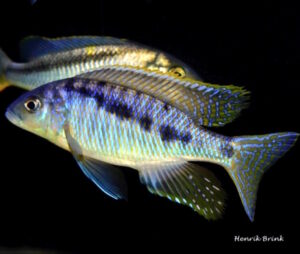 Mylochromis spilostichus 'Makolola Reef''Makolola Reef' Mylochromis spilostichus 'Makolola Reef'