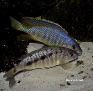 Mylochromis spilostichus 'Makolola Reef'