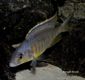 Mylochromis spilostichus 'Makolola Reef'