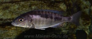 Mylochromis spilostichus