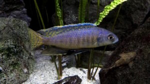 Mylochromis spilostichus 'Makolola Reef''Makolola Reef' Mylochromis spilostichus 'Makolola Reef'