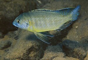 Mylochromis subocularis 'Chesese''Chesese' Mylochromis subocularis