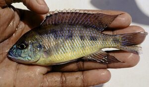 Mylochromis subocularis 'Luwala Reef''Luwala Reef' Mylochromis subocularis