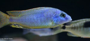 Naevochromis chrysogaster