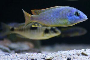 Naevochromis chrysogaster 'Maingano Island'