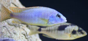 Naevochromis chrysogaster