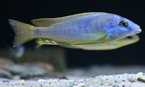 Naevochromis chrysogaster