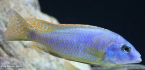 Naevochromis chrysogaster 'Maingano Island'