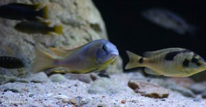 Naevochromis chrysogaster 'Maingano Island''Maingano Island' Naevochromis chrysogaster