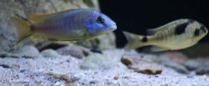 Naevochromis chrysogaster 'Maingano Island'