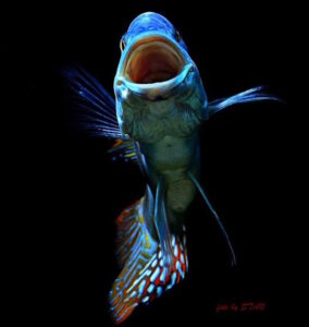 Nimbochromis fuscotaeniatus