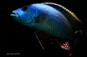 Nimbochromis-Arten-Galerie