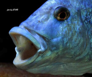 Nimbochromis fuscotaeniatus