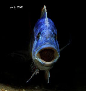 Nimbochromis fuscotaeniatus