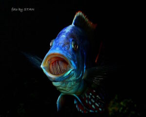 Nimbochromis fuscotaeniatus
