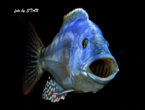 Nimbochromis fuscotaeniatus