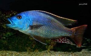 Nimbochromis fuscotaeniatus