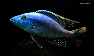 Nimbochromis fuscotaeniatus