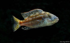 Nimbochromis fuscotaeniatus