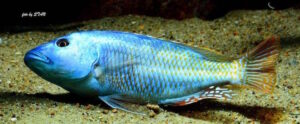 Nimbochromis fuscotaeniatus