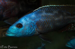 Nimbochromis fuscotaeniatus