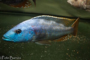 Nimbochromis fuscotaeniatus