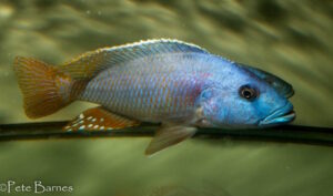 Nimbochromis fuscotaeniatus